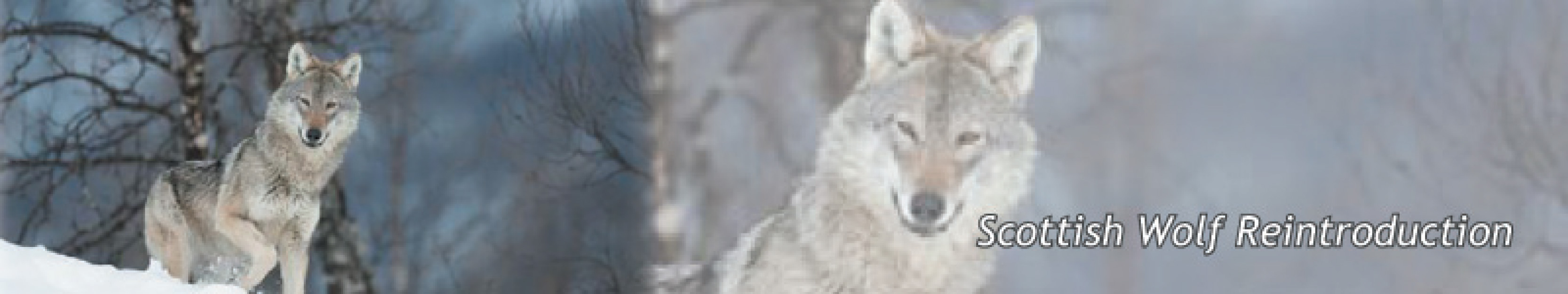 Wolf Reintroduction Banner